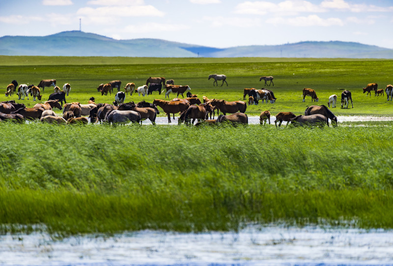 探索内蒙古，神秘风光与悠久历史的解说之旅